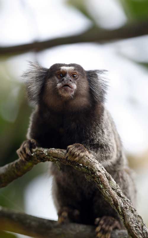 Common marmoset characteristics.