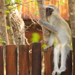 Planes de conservación para los monos.