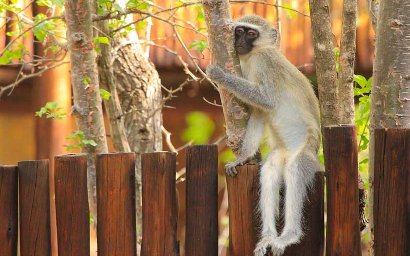 Monkey Conservation Efforts.