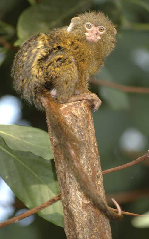 Características anatómicas de los monos.