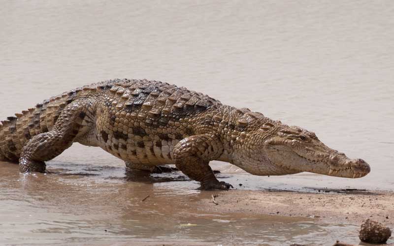Enemigos naturales de los monos.