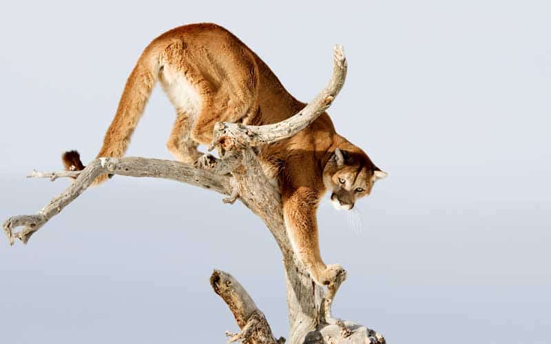 Depredadores de los monos.