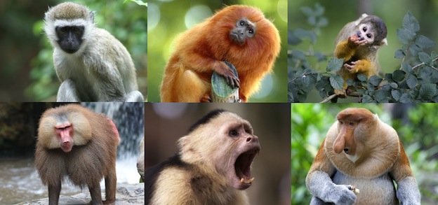 especies_de_monos_imagen_624
