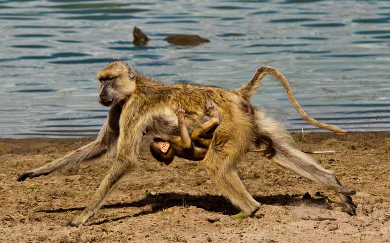 Interesting facts about monkeys.