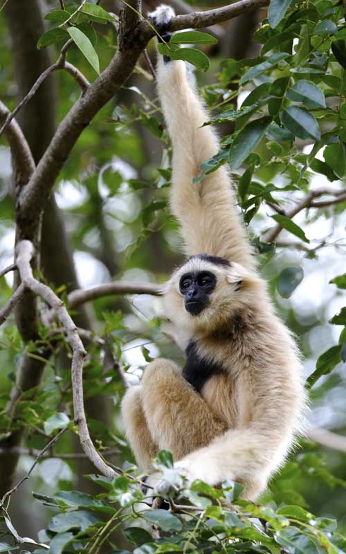 Characteristics of gibbon.