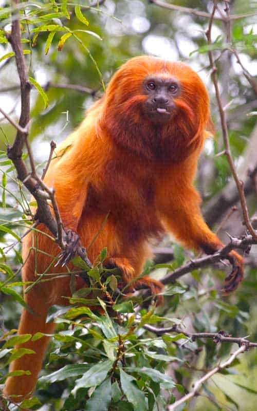 Characteristics of golden lion tamarin.
