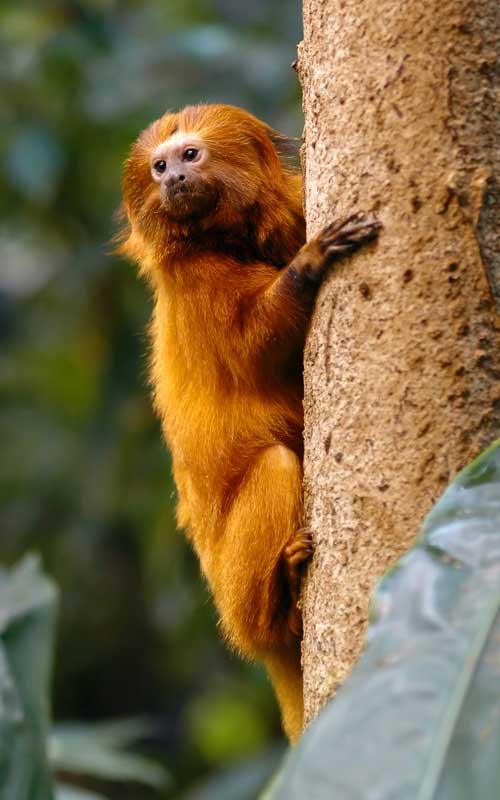 Old world monkeys and new world monkeys.