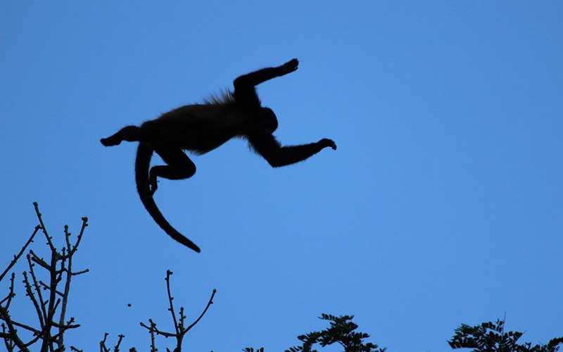 Facts about howler monkey.