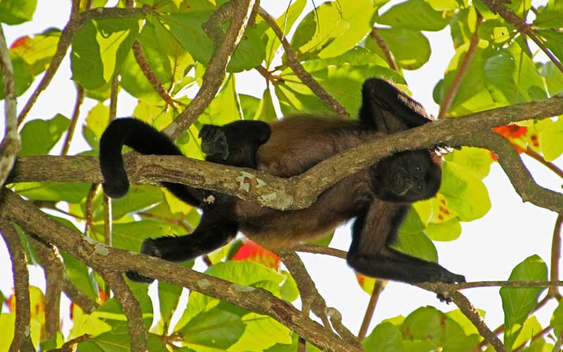 Characteristics of howler monkey.