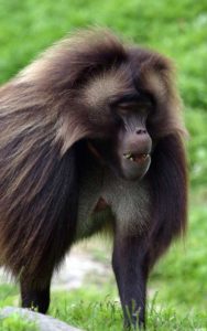 amazing facts about monkeys.