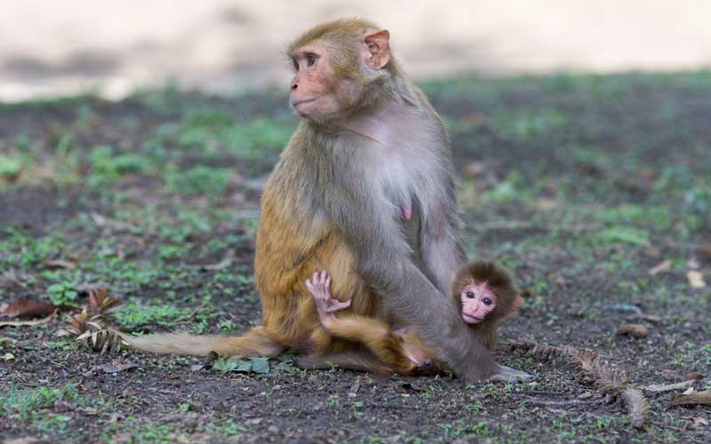 Características del macaco Rhesus.