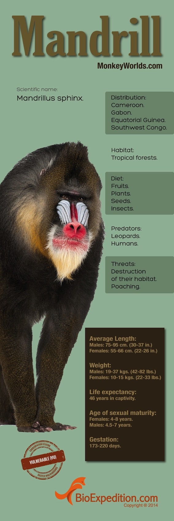 mandrill copia