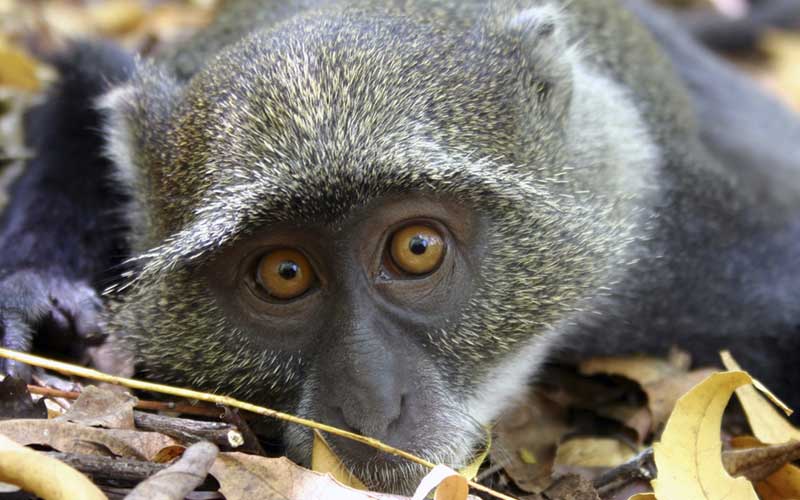 Cercopithecus mitis.