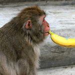 Monos en la religión y mitología.