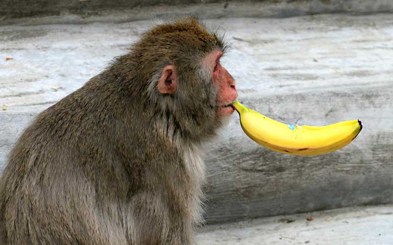 Monos en la religión y mitología.