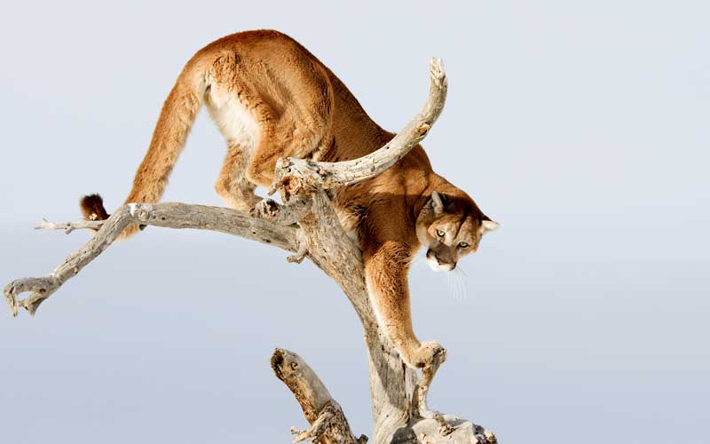 Natural enemies of monkeys.