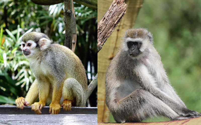 New World and Old World Monkeys.