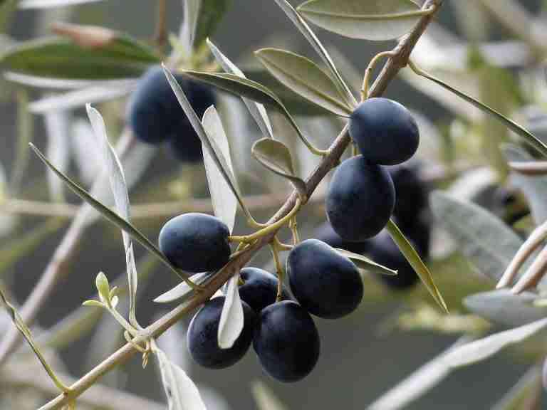 Olive tree thinking