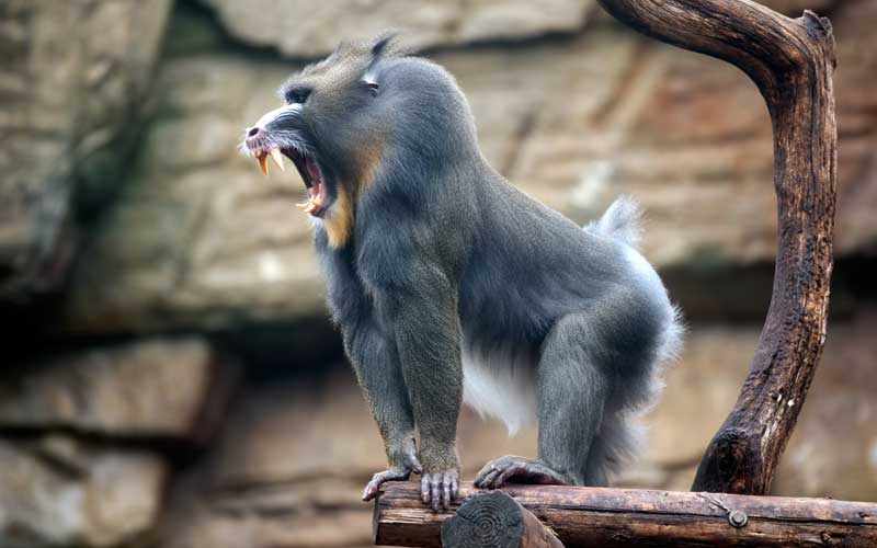 Characteristics of monkeys.