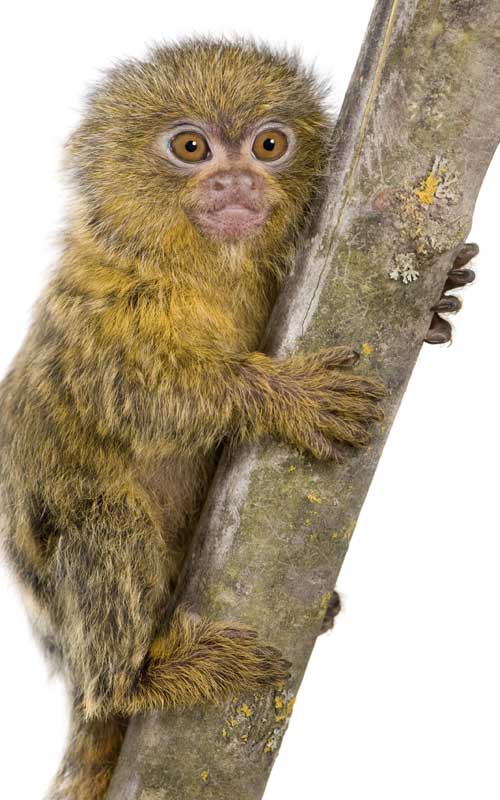 Characteristics of pigmy marmoset.