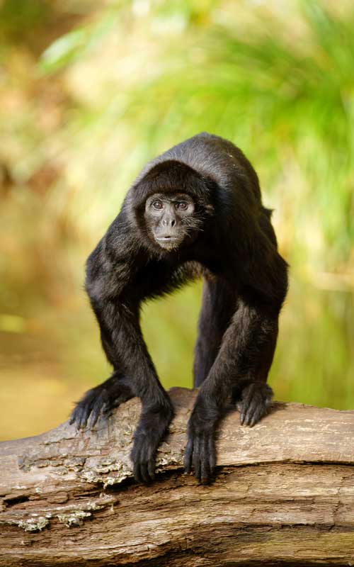 Characteristics of spider monkey.