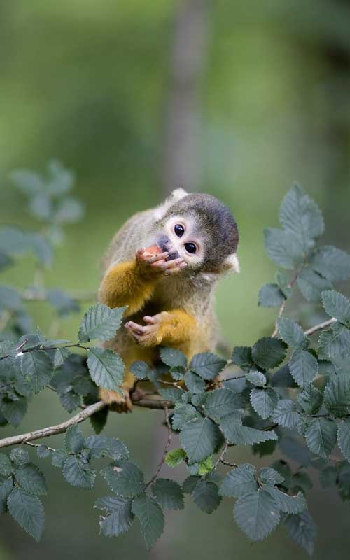 Squirrel monkey characteristics.