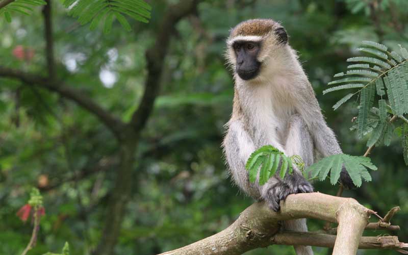 Characteristics of vervet monkeys.