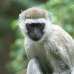 Chlorocebus pygerythrus.